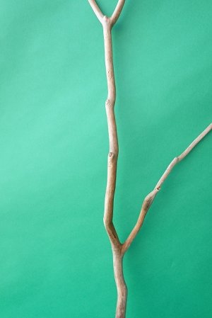 画像4: 枝流木