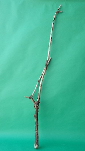 画像1: 枝流木