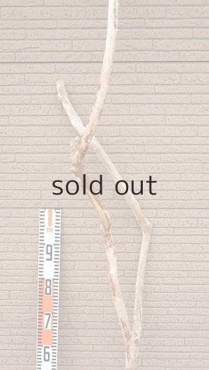 画像7: 幹流木・長尺