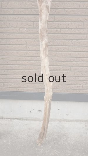 画像6: 幹流木・長尺