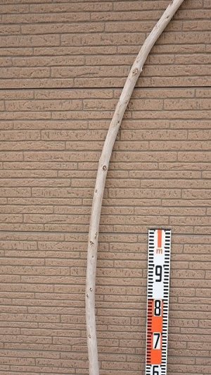 画像6: 棒流木・長尺