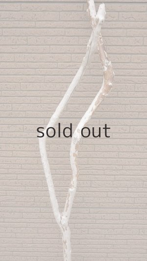 画像3: 幹流木・長尺