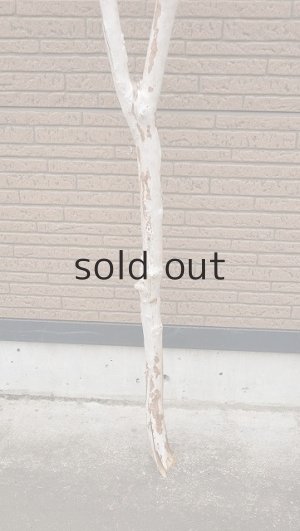 画像2: 幹流木・長尺