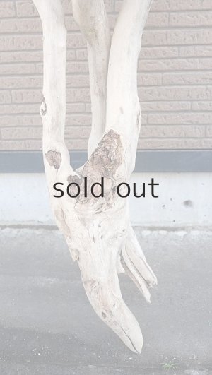 画像2: 大型　幹・根付