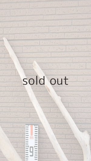 画像9: 大型　幹・根付