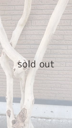 画像6: 大型　幹・根付