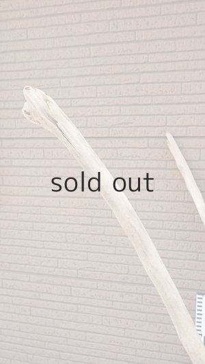 画像10: 大型　幹・根付