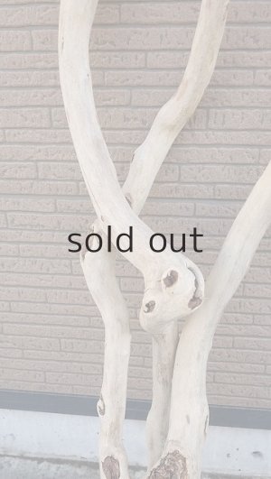 画像3: 大型　幹・根付