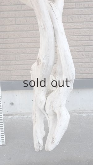 画像7: 大型　幹・根付