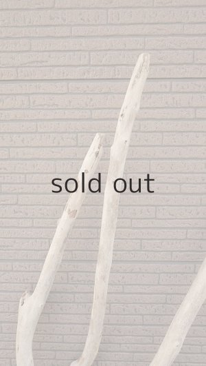 画像4: 大型　幹・根付