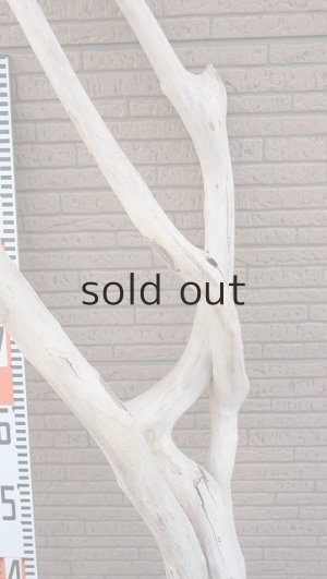 画像8: 大型　幹・根付