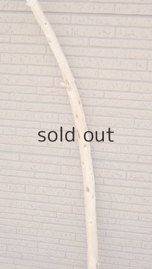 画像3: 棒流木・長尺