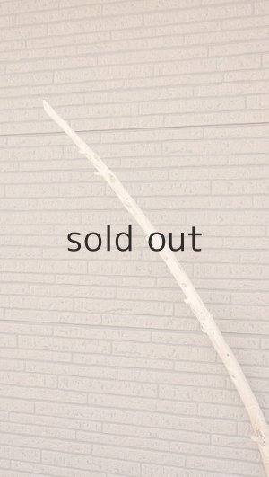 画像4: 棒流木・長尺