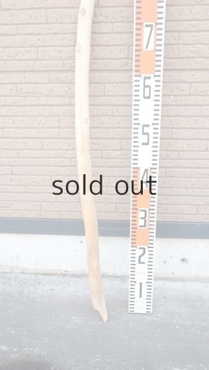 画像5: 棒流木・長尺