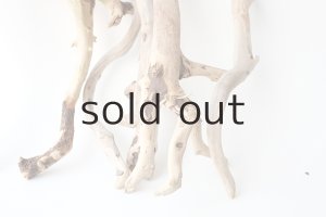 画像7: 流木根セット