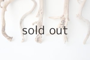 画像5: 流木根セット