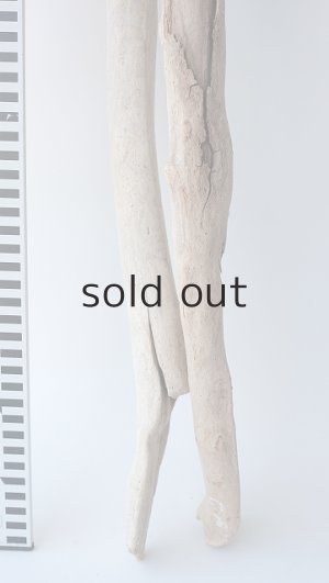 画像6: 小枝流木セット