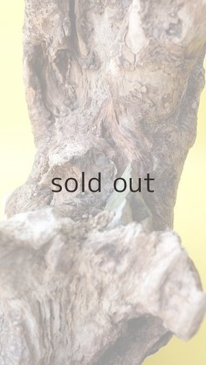 画像12: 流木根（中型）