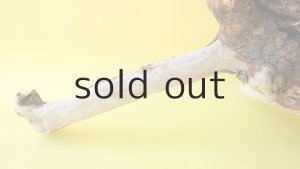 画像2: 流木根（中型）