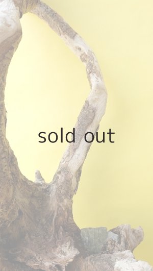 画像6: 流木根（中型）