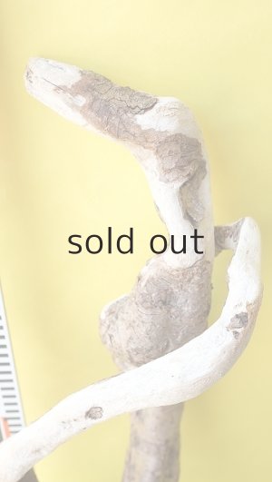 画像7: 流木根（中型）