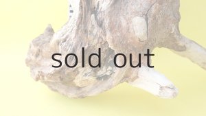 画像10: 流木根（中型）