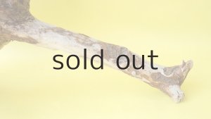 画像9: 流木根（中型）