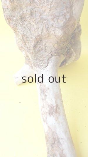 画像13: 流木根（中型）