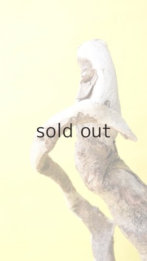 画像14: 流木根（中型）