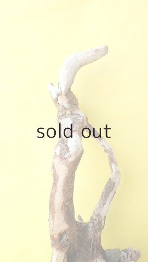 画像5: 流木根（中型）