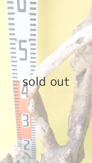 画像8: 流木根（中型）