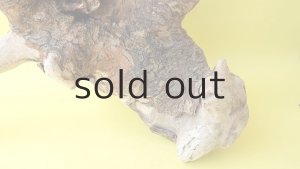 画像3: 流木根（中型）