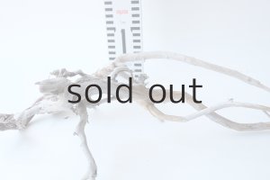 画像8: 流木根セット