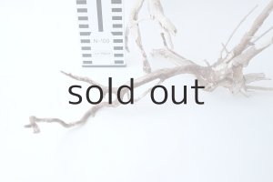 画像6: 流木根セット