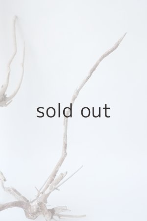 画像7: 流木根セット