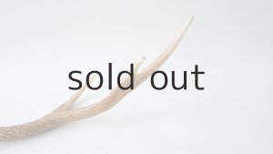 画像5: デコール用二ホンジカの角