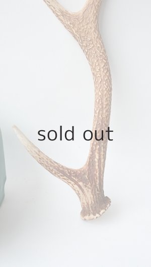 画像2: デコール用二ホンジカの角