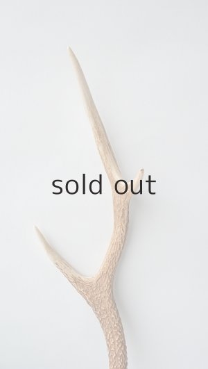 画像3: デコール用二ホンジカの角