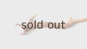 画像4: デコール用二ホンジカの角