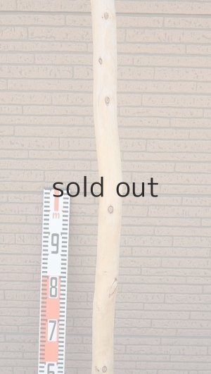 画像7: 棒流木・長尺