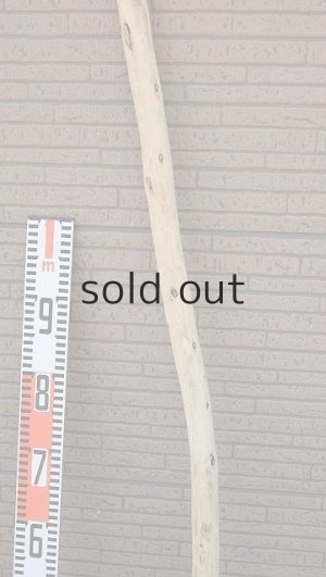 画像7: 棒流木・長尺