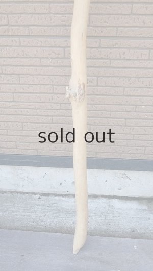 画像2: 棒流木・長尺