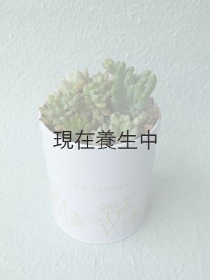 画像4: 多肉植物オリジナルアソートPP・20個詰め合せ