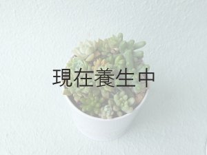 画像5: 多肉植物オリジナルアソートPP・20個詰め合せ