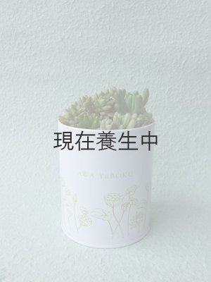 オリジナルスチール缶に植え付けた時のイメージです。20個で2缶分作れますのでオリジナル缶に挑戦してみてください♪