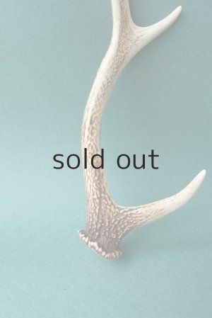 画像2: デコール用二ホンジカの角