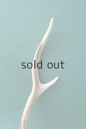 画像3: デコール用二ホンジカの角