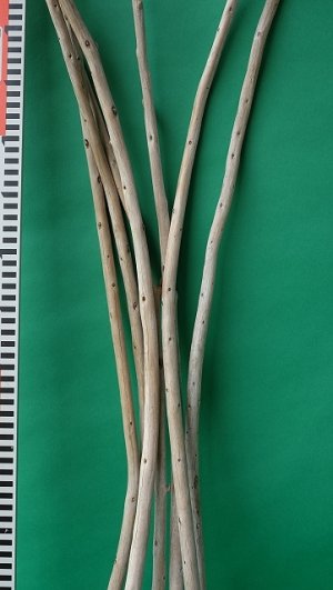 画像8: 棒流木セット