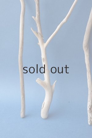 画像5: 小枝流木セット