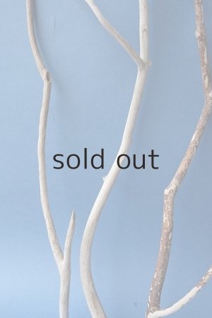 画像5: 小枝流木セット